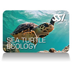 Seaturtle Ecology